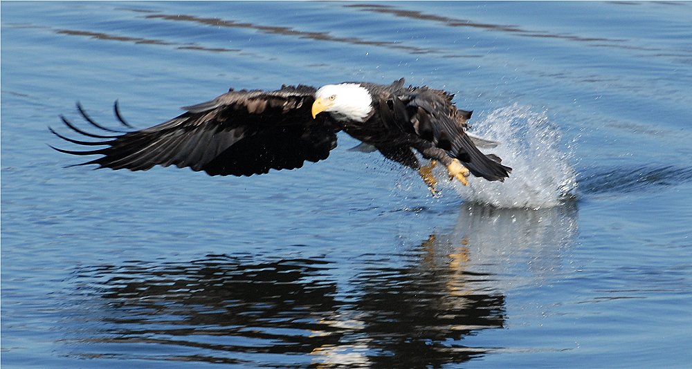 Bald Eagle Sequence - 4