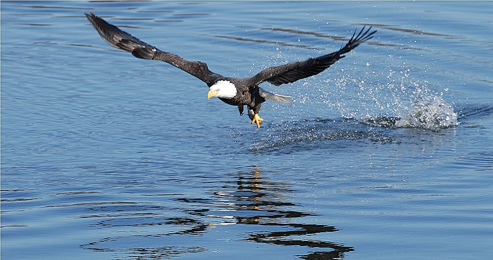Bald Eagle Sequence - 5