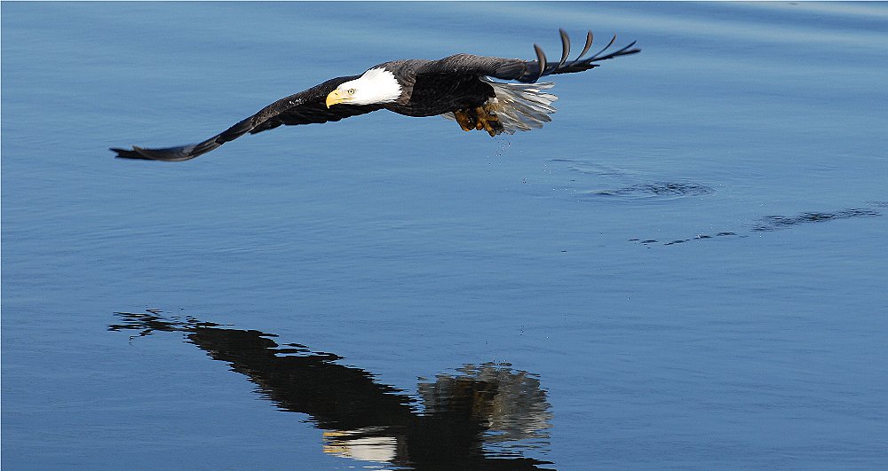 Bald Eagle Sequence - 8