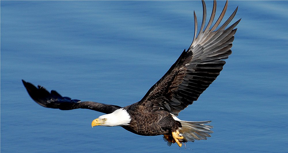 Bald Eagle Sequence - 9