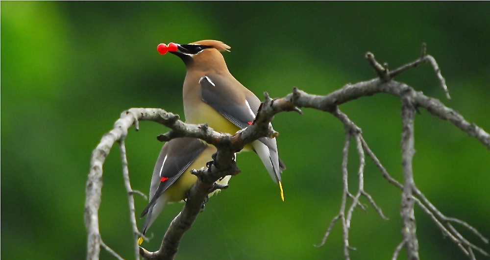 Cedar Waxwing (Bombycilla cedrorum)