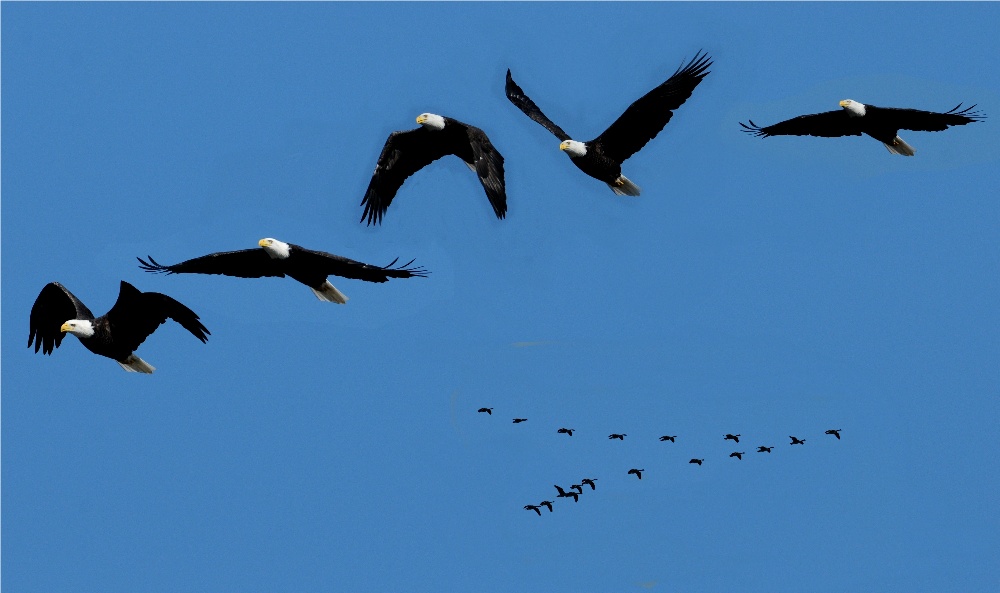 Bald Eagle