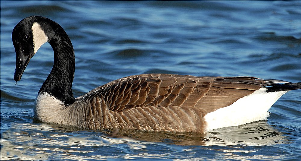 Canada Goose