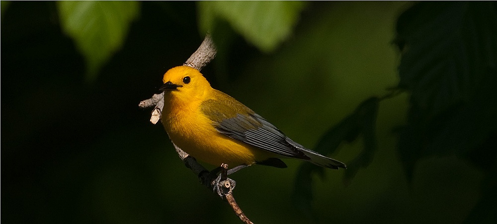 Prothonotary Warbler