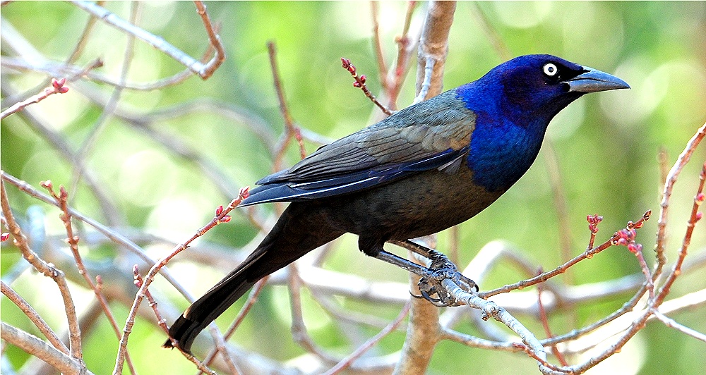 Common Grackle (Quiscalus quiscula)