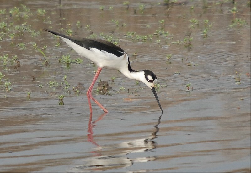 Black-necked Stilt (Himantopus mexicanus)