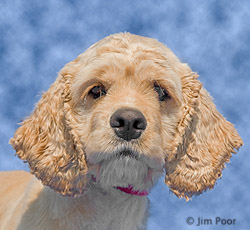 Butter-Cup---Chance-Foundation-9155-Edit.jpg