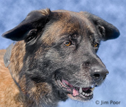 Foxy---Chance-Foundation-8921-Edit.jpg