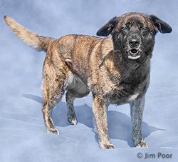 Foxy---Chance-Foundation-8931-Edit.jpg