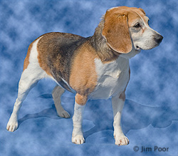 Lindsey---Chance-Foundation-8971-Edit.jpg