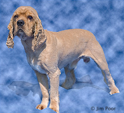 Nemo---Chance-Foundation-8759-Edit.jpg