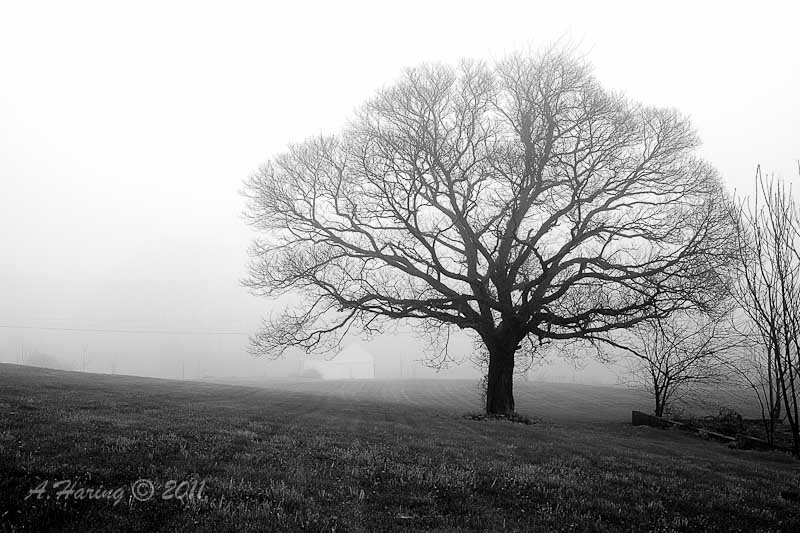 A tree I know