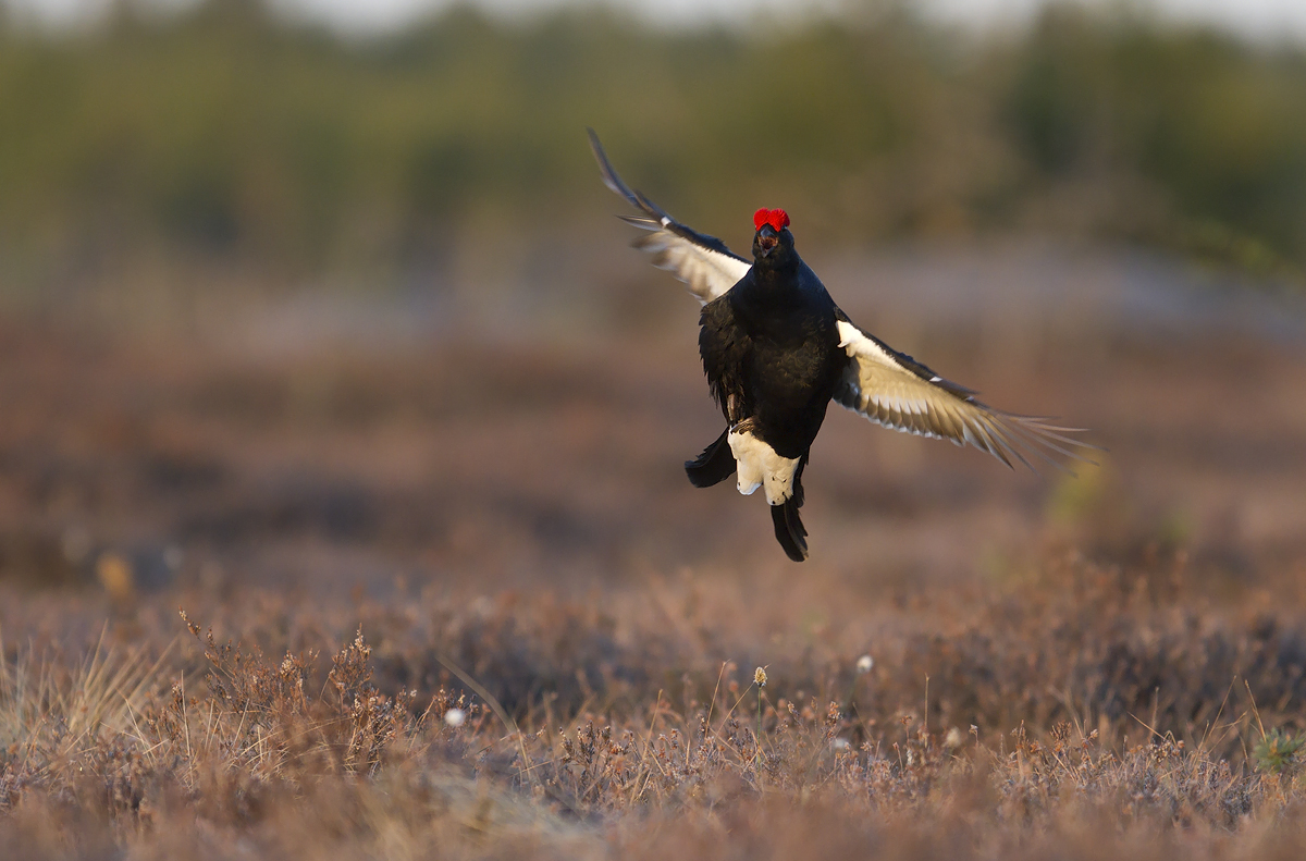 Black grouse (Tetrao tetrix)