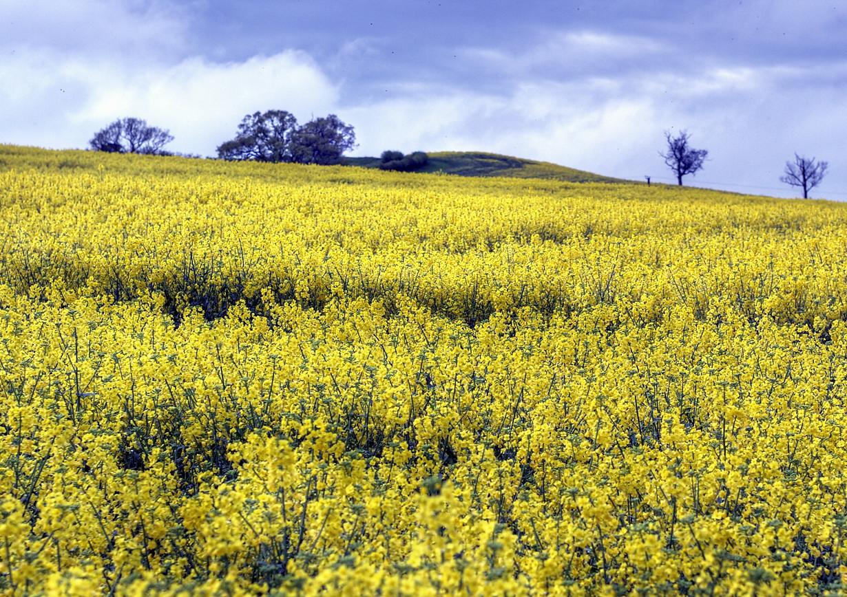Rapeseed oil