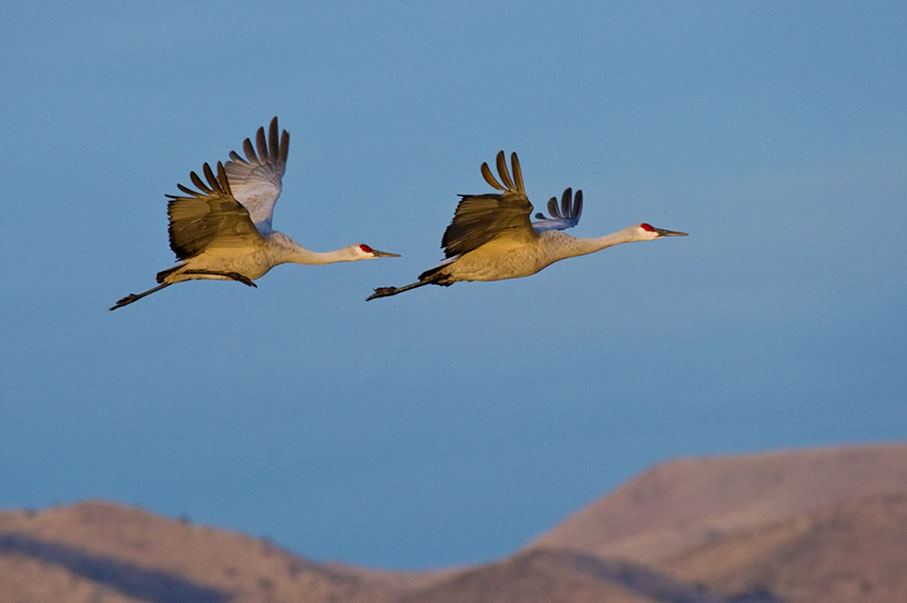 Sandhill Cranes_396.jpg