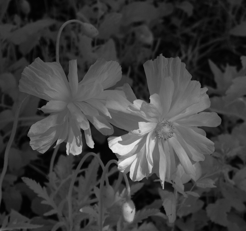 Poppies-IR