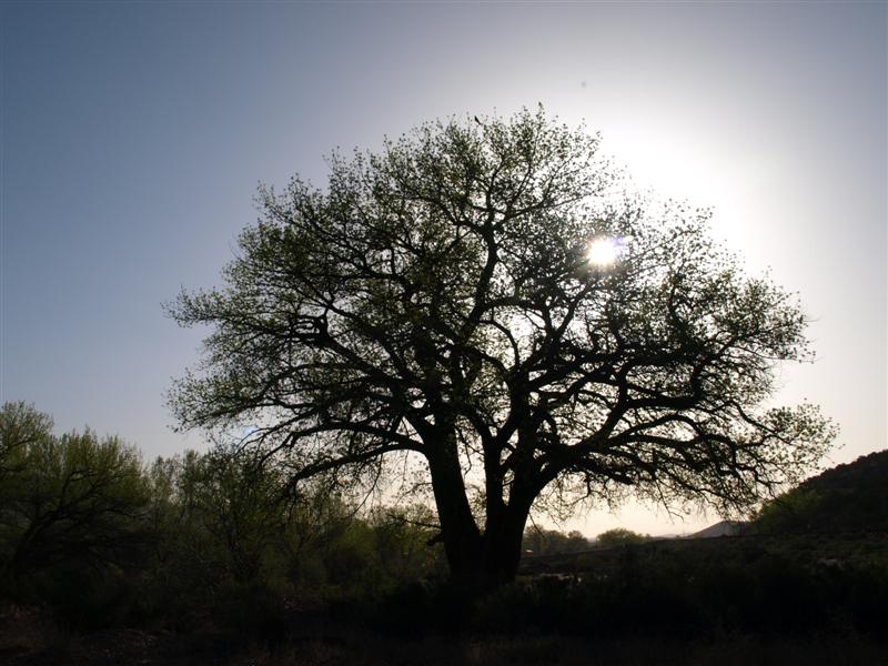 Backlite tree - Abiquiu, NM