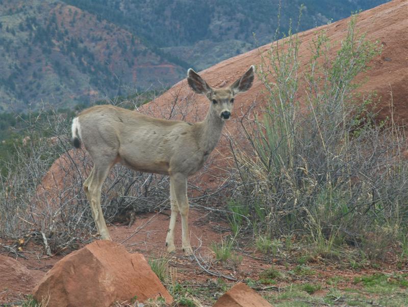 Garden of Gods - CO