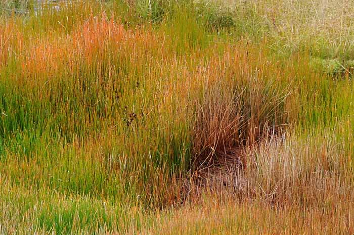 Yellowstone Patterns 21