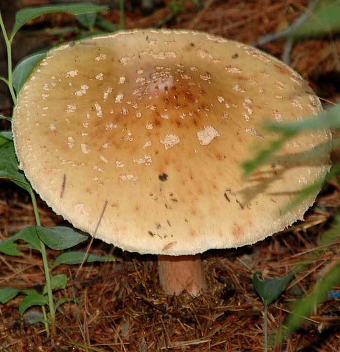 Forest Fungus