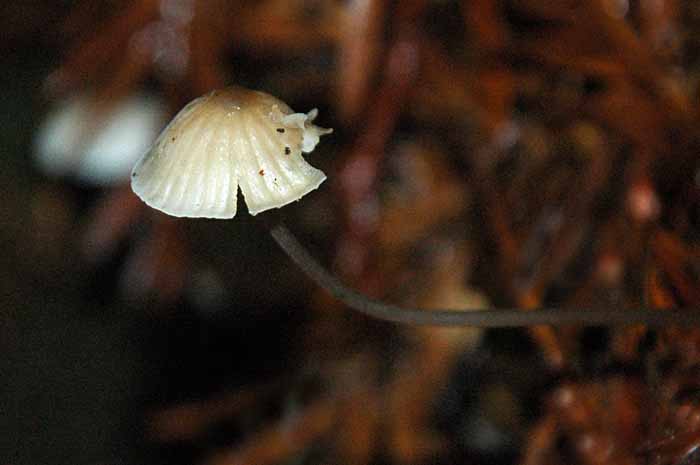 Forest Fungus