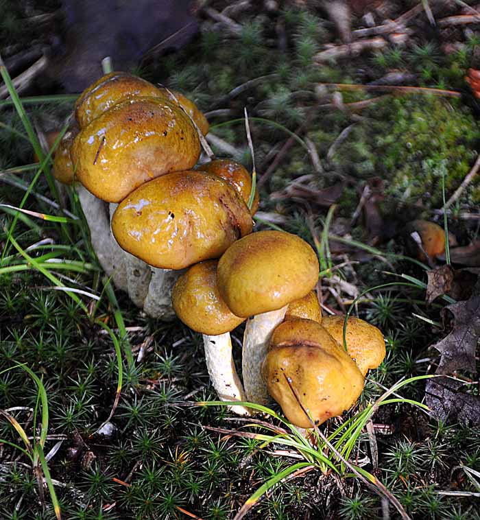 Forest Fungus