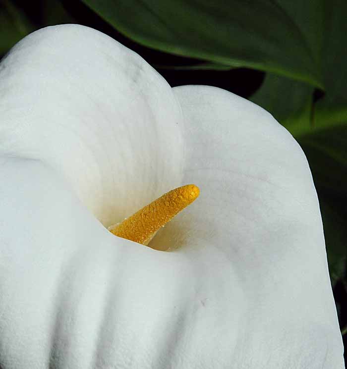 Cala Lily