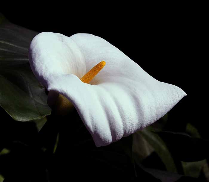 Cala Lily