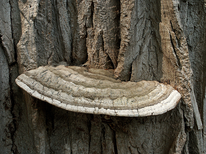 Forest Fungus