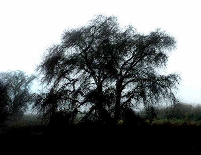 Oak in Fog