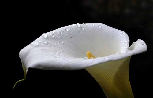 Cala Lily