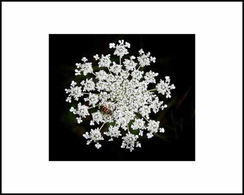 Anne's Lace