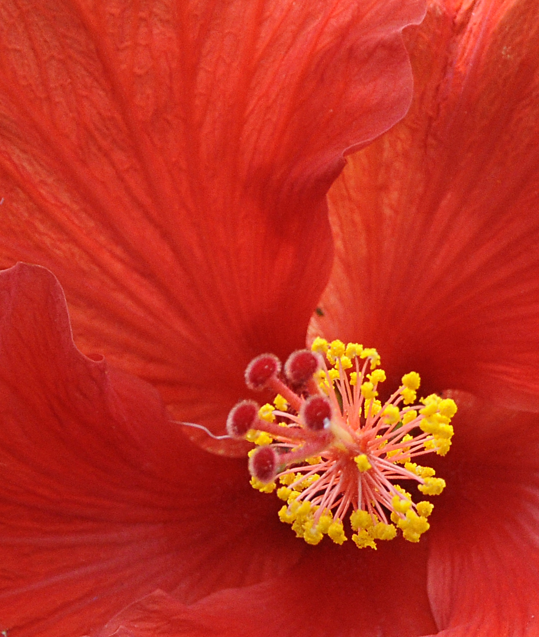 Flowers from the Garden