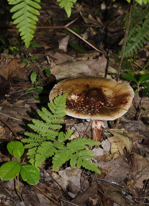 Forest Fungus