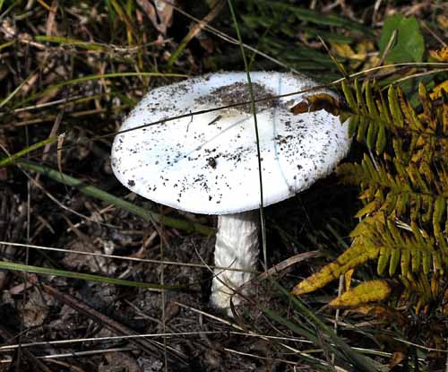 Forest Fungus