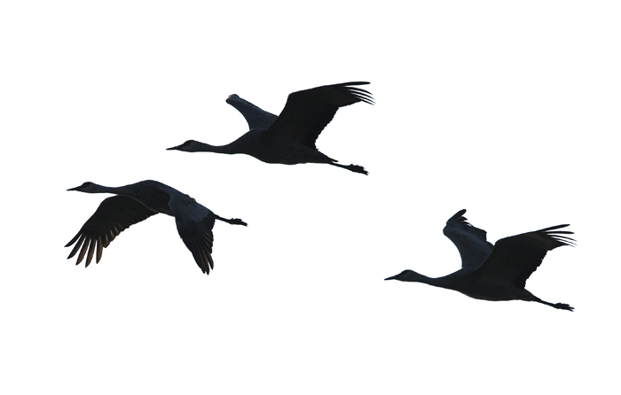 Morning Flight of Sandhill Cranes