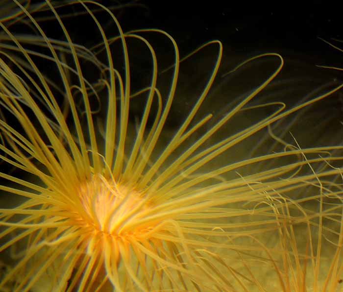 Sea Anemone