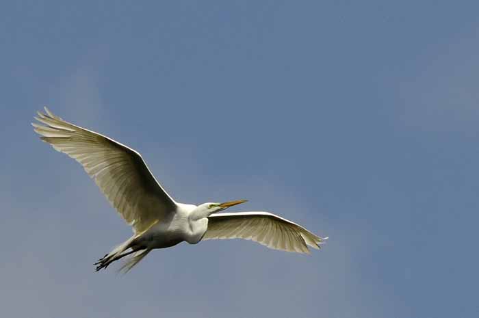 Great Anerican Egret