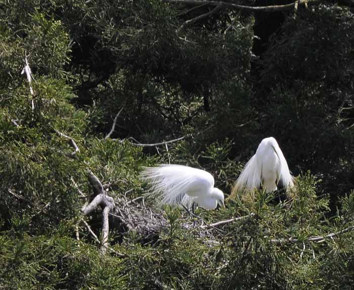 Great American Egrets