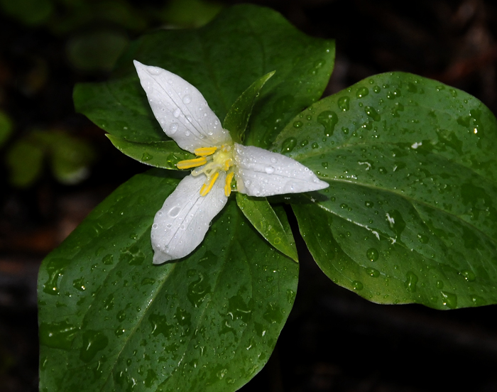 Those Wildflowers