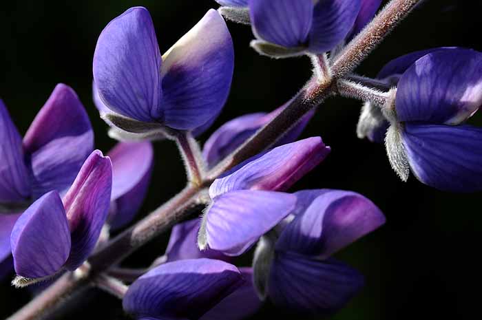 Those Wildflowers