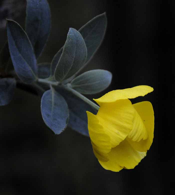 Soft Yellow