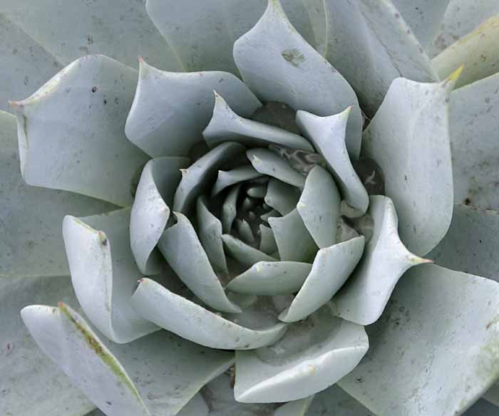 Succulents, Cactus & Other Spiny Plants