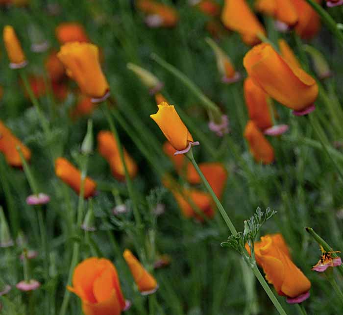 California Poppy