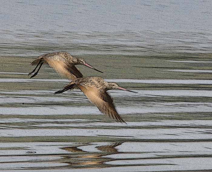 Marbled Godwits