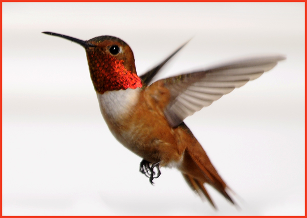 Rufous Hummingbird