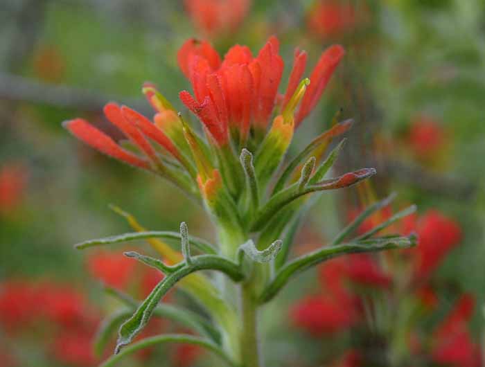 Those Wildflowers