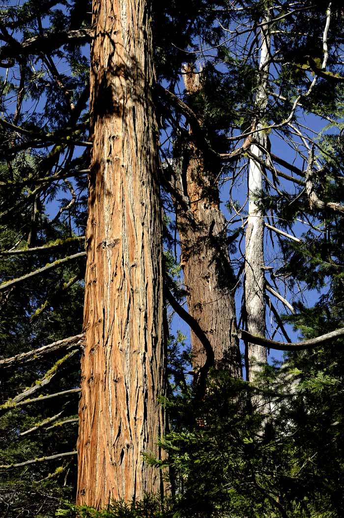 Yosemite in April