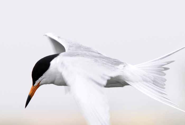 Tern for the Better