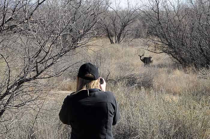 Buck in the Bosque